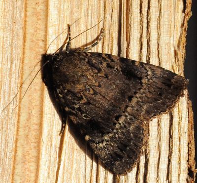 Amphipyra berbera !???